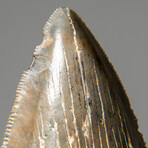 Genuine Megalodon Shark Tooth