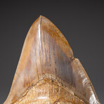 Giant 5.5" Genuine Serrated Megalodon Shark Tooth from Indonesia in Display Box