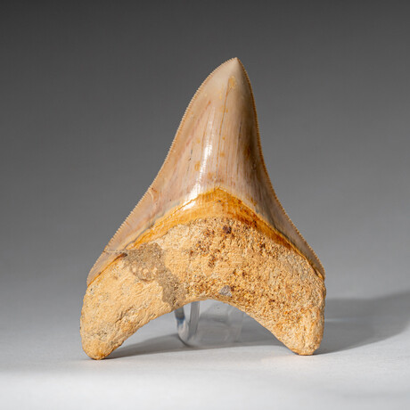 Genuine Megalodon Shark Tooth from Indonesia