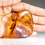 Natural Gem-quality Polished Amber with Insects and Organic Inclusions // 20.4 g