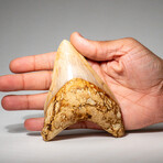 Large Genuine Megalodon Shark Tooth from Indonesia