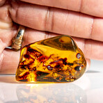 Natural Gem-quality Polished Amber + Insects and Organic Inclusions // 12.5 g