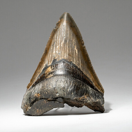 Genuine Megalodon Shark Tooth