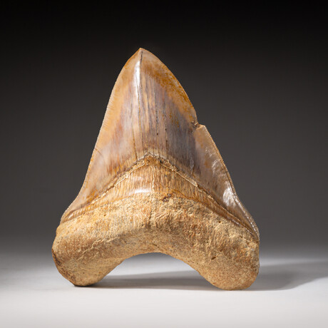 Giant 5.5" Genuine Serrated Megalodon Shark Tooth from Indonesia in Display Box