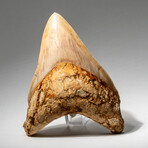 Large Genuine Megalodon Shark Tooth from Indonesia