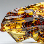 Natural Gem-quality Polished Amber with Insects and Organic Inclusions // 362.8 g