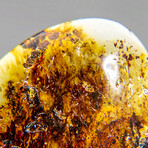 Natural Gem-quality Polished Amber with Insects and Organic Inclusions // 14.5 g