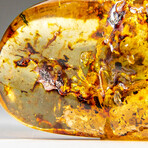 Natural Gem-quality Polished Amber with Insects and Organic Inclusions // 61.3 g