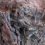Genuine Crinoid (Codiacrinus) Fossil on Matrix from Morocco // 15.2 lb
