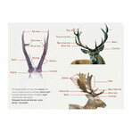 A Guide to the Deer of the World