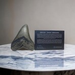 4.97" High Quality Serrated Megalodon Tooth