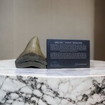 4.21" Colorful Megalodon Tooth