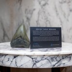 4.27" High Quality Megalodon Tooth