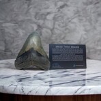 5.59" Large Serrated Megalodon tooth