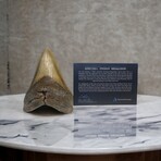 5.37" High Quality Megalodon Tooth