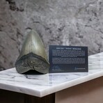 5.41" High Quality Serrated Megalodon Tooth