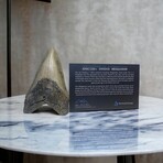 4.88" Colorful Megalodon Tooth