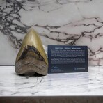 5.62" High Quality Megalodon Tooth