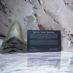 5.32" Serrated Megalodon Tooth