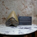 5.91" Massive Serrated Megalodon tooth