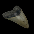 4.22" High Quality Megalodon Tooth