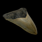 4.75" Serrated Megalodon Tooth