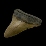 4.21" Colorful Megalodon Tooth