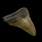 4.21" Colorful Megalodon Tooth