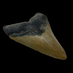 4.87" High Quality Megalodon Tooth