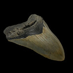 4.61" High Quality Serrated Megalodon Tooth