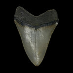 4.22" High Quality Megalodon Tooth