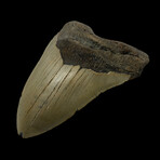 4.91" High Quality Megalodon Tooth