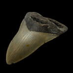 5.32" Serrated Megalodon Tooth