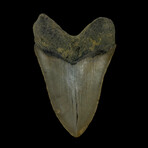 4.68" High Quality Serrated Megalodon Tooth