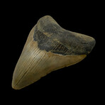 4.74" High Quality Megalodon Tooth // 6.8oz