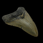 4.27" High Quality Megalodon Tooth