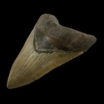 5.42" Serrated Megalodon Tooth