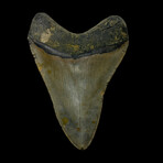 4.27" High Quality Megalodon Tooth