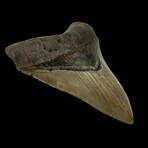 5.42" Serrated Megalodon Tooth