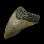 5.05" High Quality Unique Megalodon Tooth