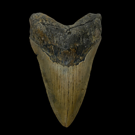 4.88" Colorful Megalodon Tooth