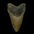 4.88" Colorful Megalodon Tooth