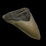 5.07" High Quality Megalodon Tooth