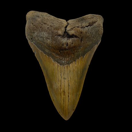 5.37" High Quality Megalodon Tooth