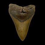 5.37" High Quality Megalodon Tooth
