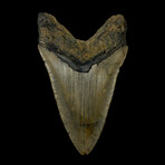 4.88" Colorful Megalodon Tooth