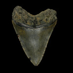 4.75" High Quality Megalodon Tooth