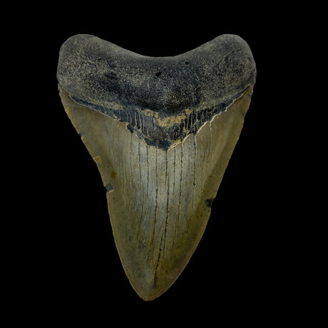 4.27" High Quality Megalodon Tooth