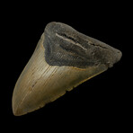 5.07" High Quality Megalodon Tooth