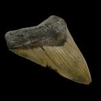 4.98" High Quality Megalodon Tooth